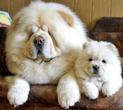 Chow chow puppies 0313*9363417