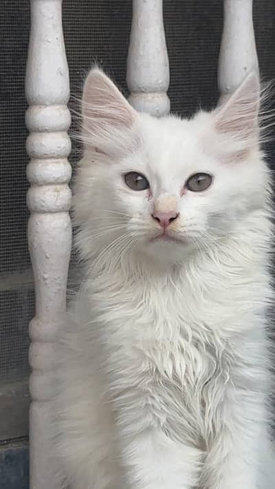Persian double coat
