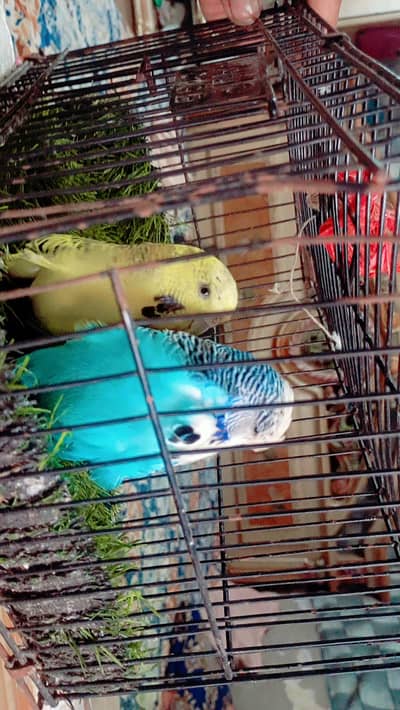 exhibition breeder pair