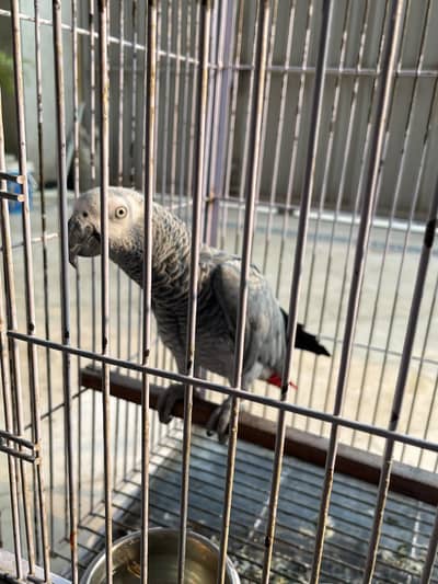 African grey most intelligent parrot