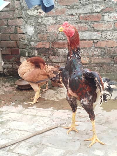 aseel murge ka pair sale