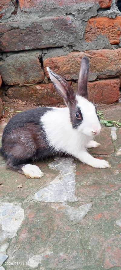 3 Beautiful Female Rabbits (6 Months Old) - Black & White