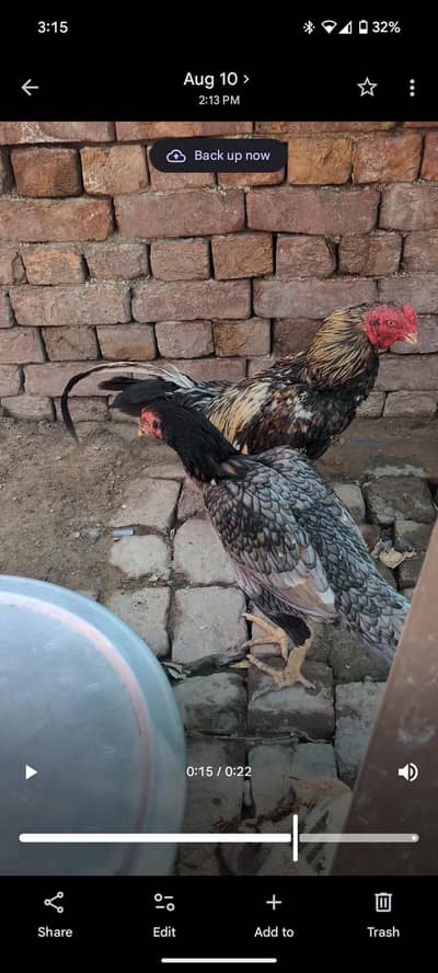 pure mianwali aseel pair