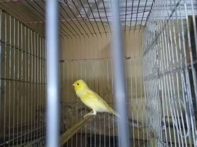 Canary Male Full Singing And Active
