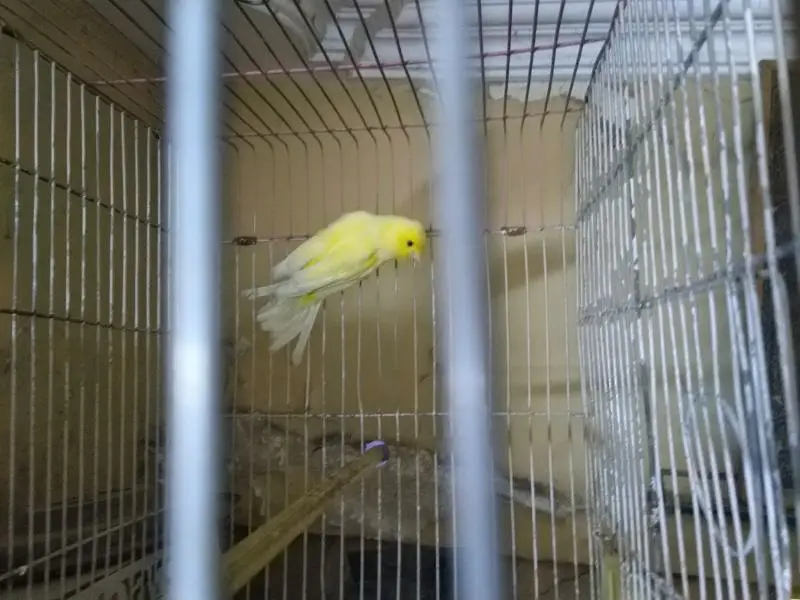 Canary Male Full Singing And Active — photo 2