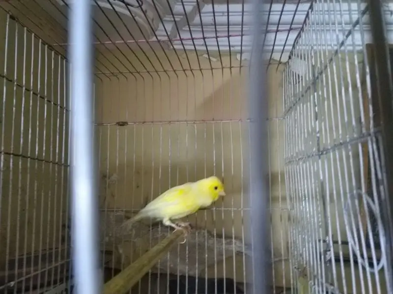 Canary Male Full Singing And Active — photo 3