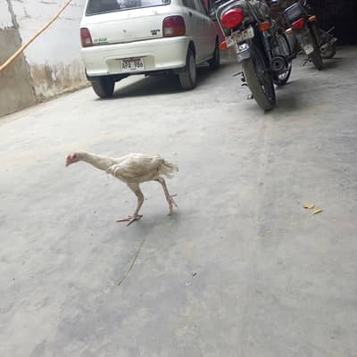 Aseel Hera k pathey