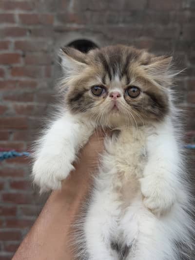 Cfa Lineage Peke Face Male Kitten