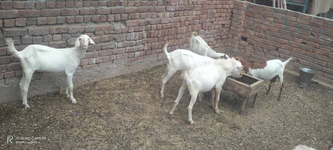 Barbri bakrian 4 sari ki sari pregnant or shat aik male barbri