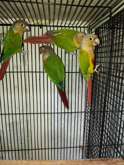 pine apele green chick conure