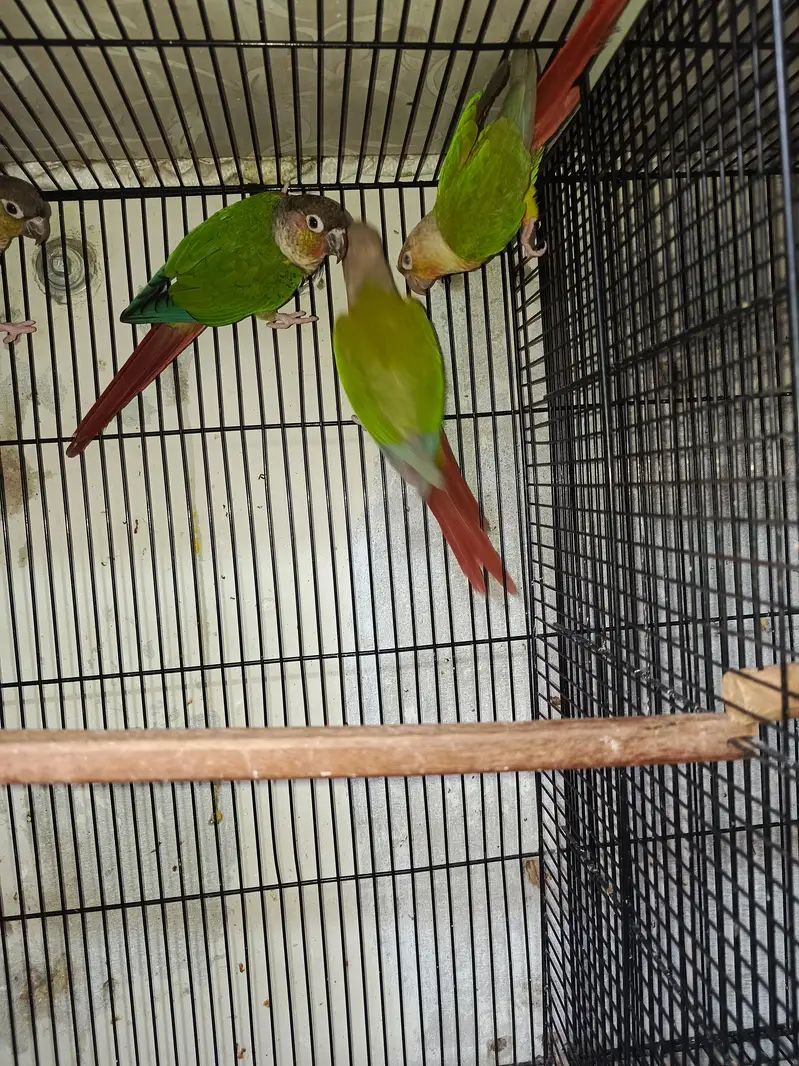 pine apele green chick conure — photo 2