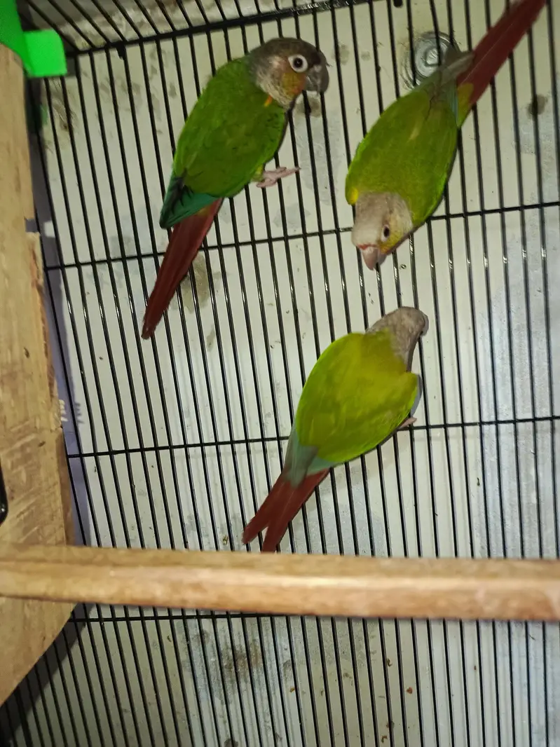 pine apele green chick conure — photo 3
