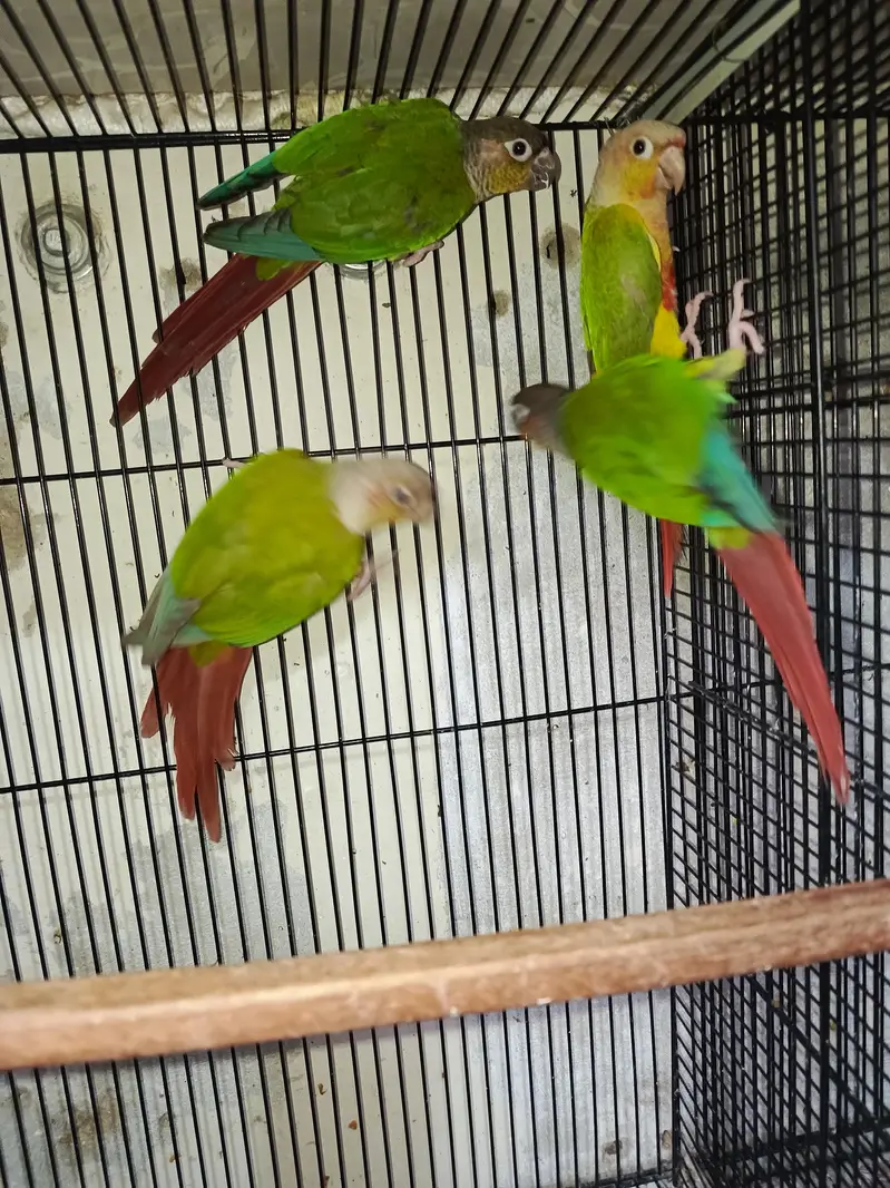 pine apele green chick conure — photo 4