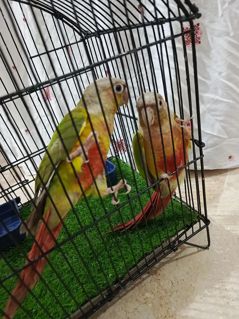 pine apele green chick conure — photo 5