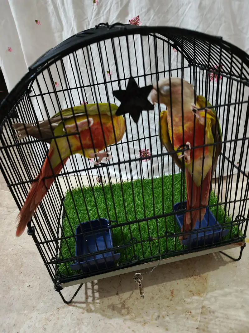 pine apele green chick conure — photo 6