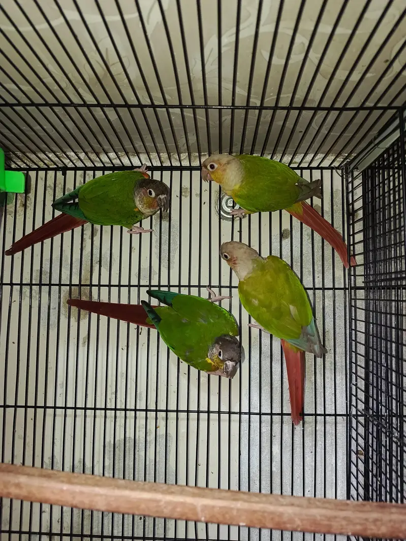 pine apele green chick conure — photo 7