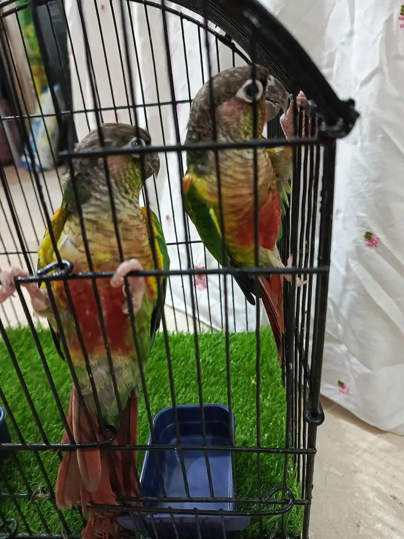 pine apele green chick conure — photo 8