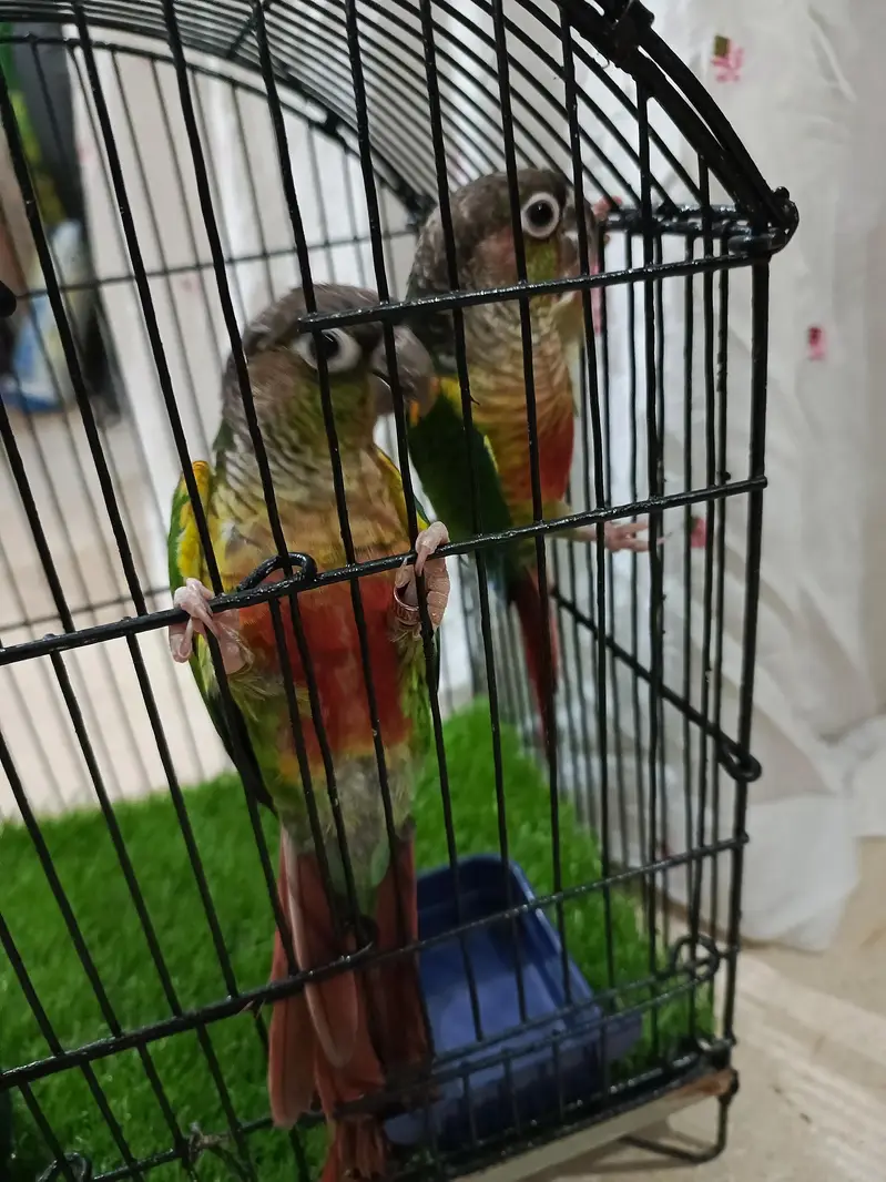 pine apele green chick conure — photo 9