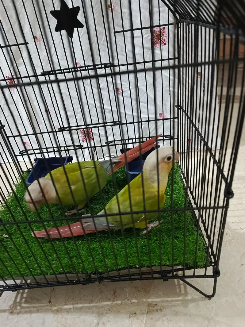 pine apele green chick conure — photo 10