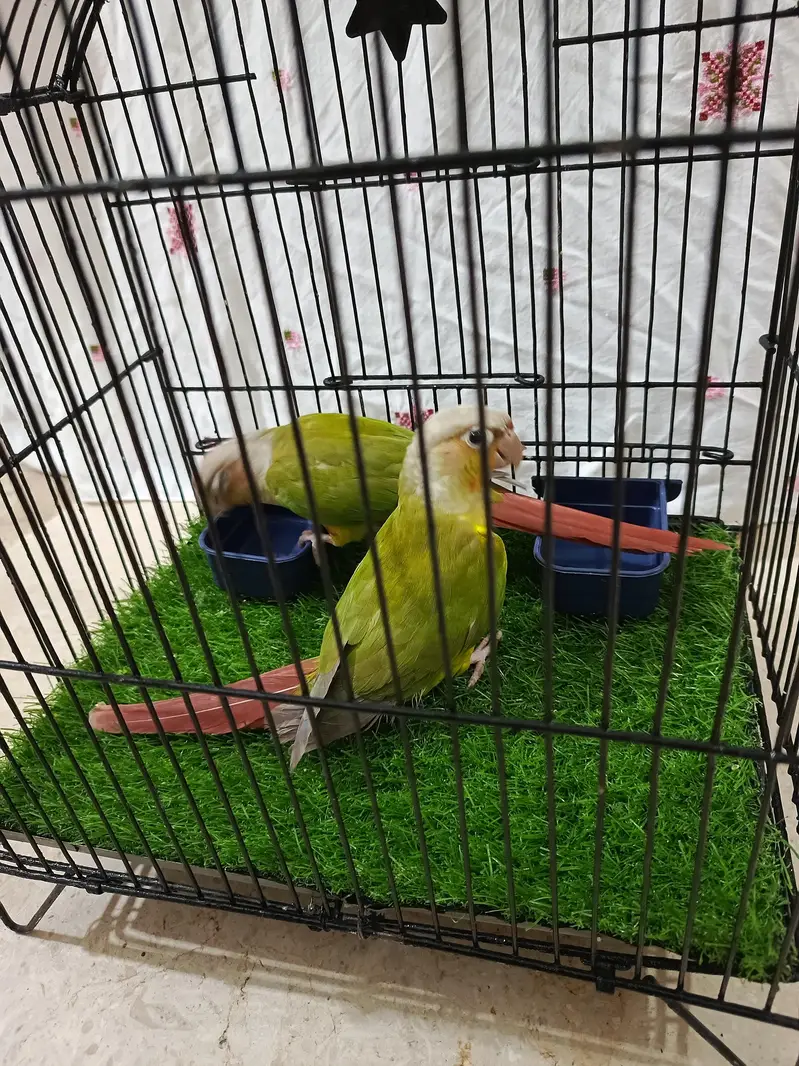 pine apele green chick conure — photo 11