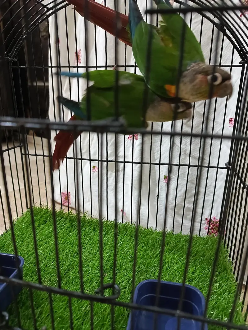 pine apele green chick conure — photo 12