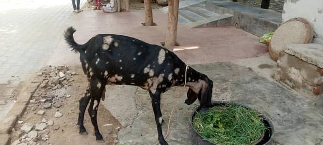 Goat For Sale 2 Month Ghabban