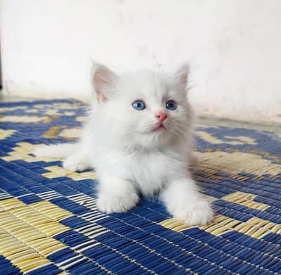 Persian kitten