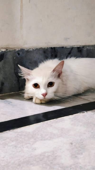 Persian cat for sale