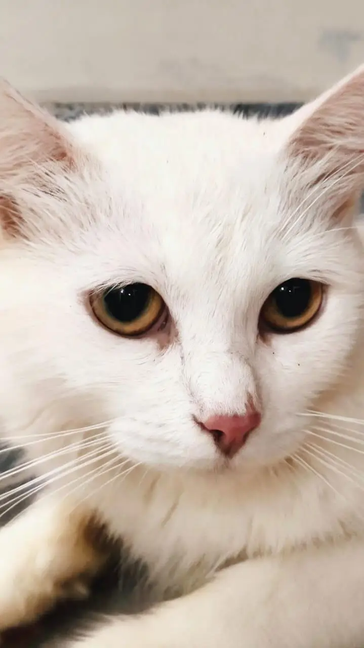 Persian cat for sale — photo 2