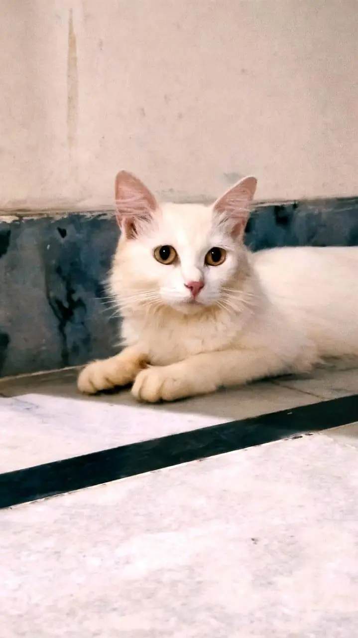Persian cat for sale — photo 3