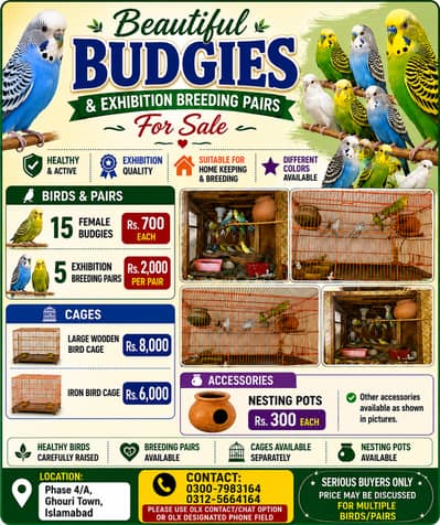 Beautiful Budgies & Exhibition Breeding Pairs for Sale – Cages Availab
