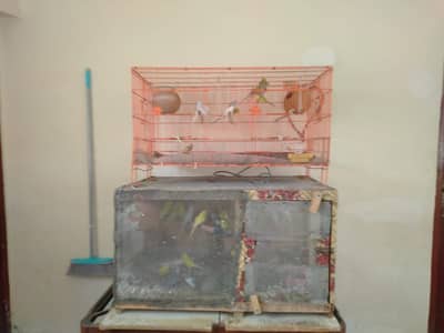 Beautiful Budgies Breeding Pairs for Sale – Cages Availab