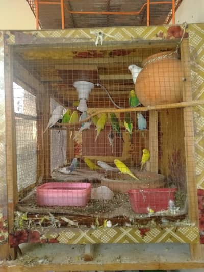 Beautiful Budgies Breeding Pairs for Sale – Cages Availab