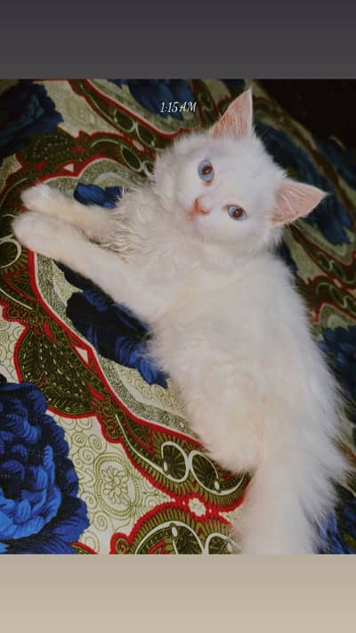 Kitan