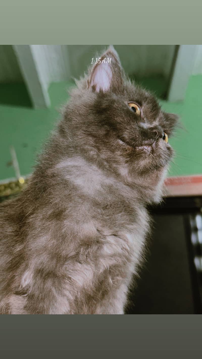 Kitan 1