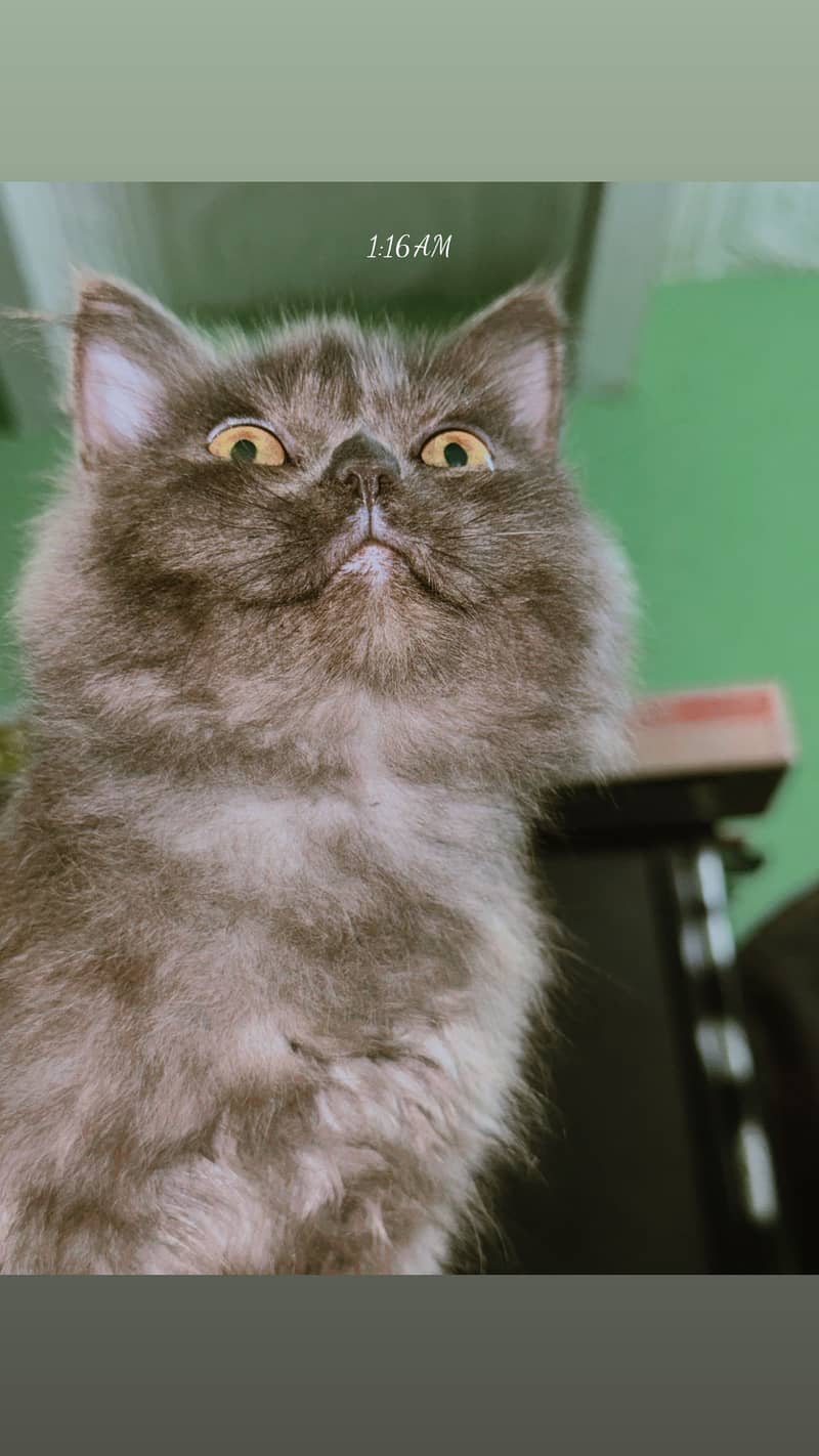 Kitan 2