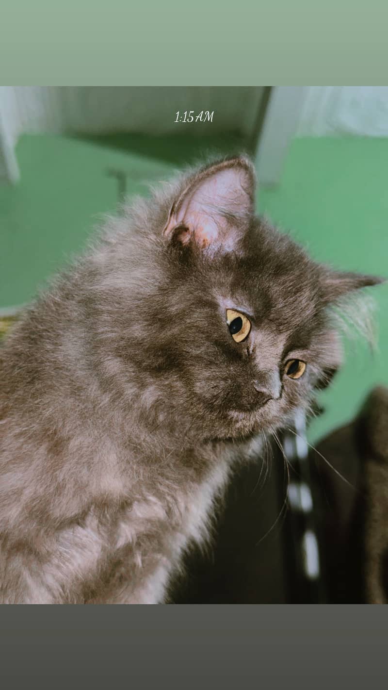 Kitan 3