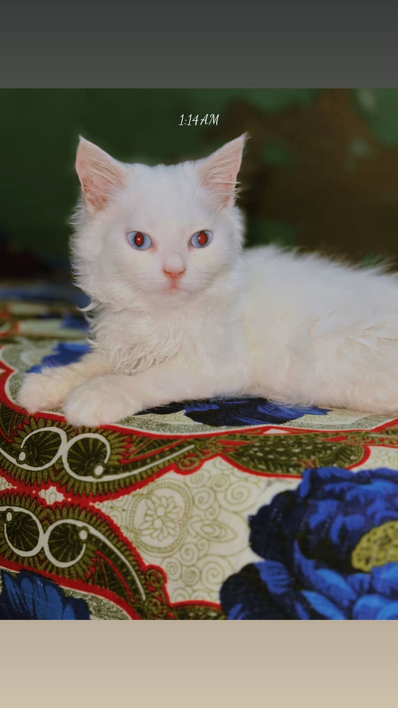 Kitan 5