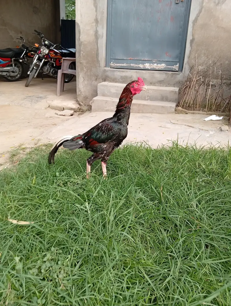 Aseel ptha awailable — photo 4