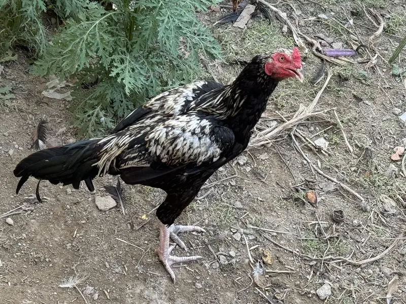 Aseel for sale 4900 — photo 3