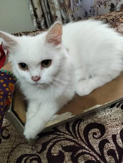 Persian Kitten