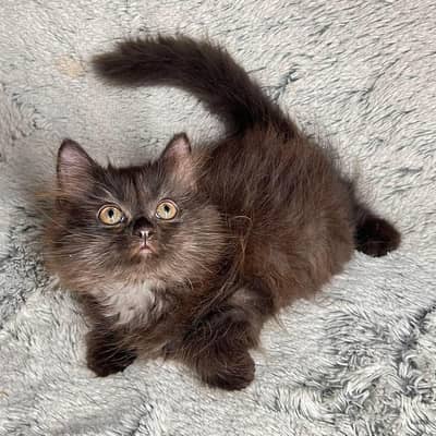 Cute & Healthy Persian Kitten Triple Coated Available