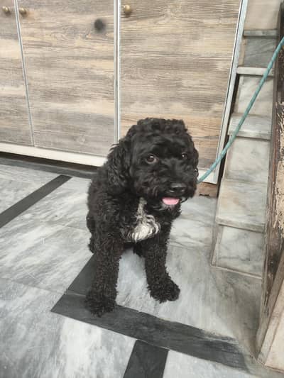 poodle for sale