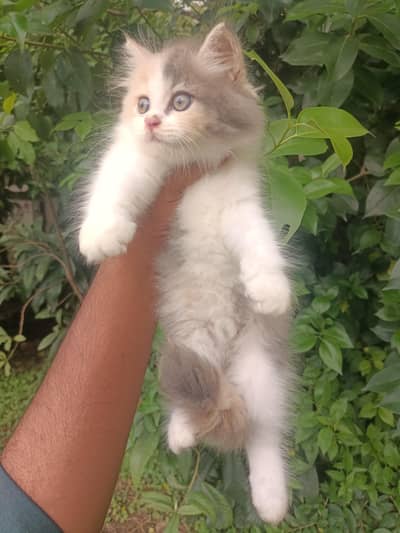 Pure punch persian calico female kitten