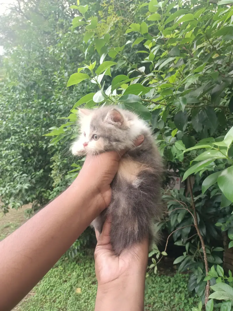 Pure punch persian calico female kitten — photo 2