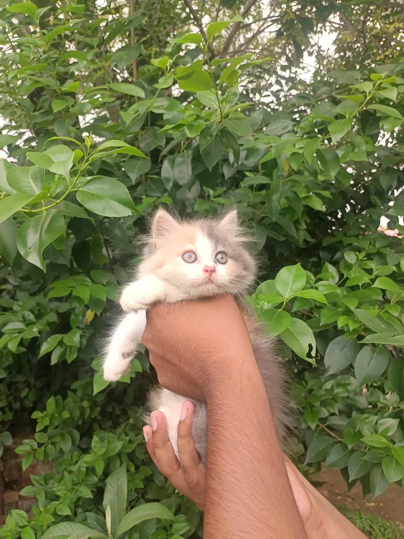 Pure punch persian calico female kitten — photo 3