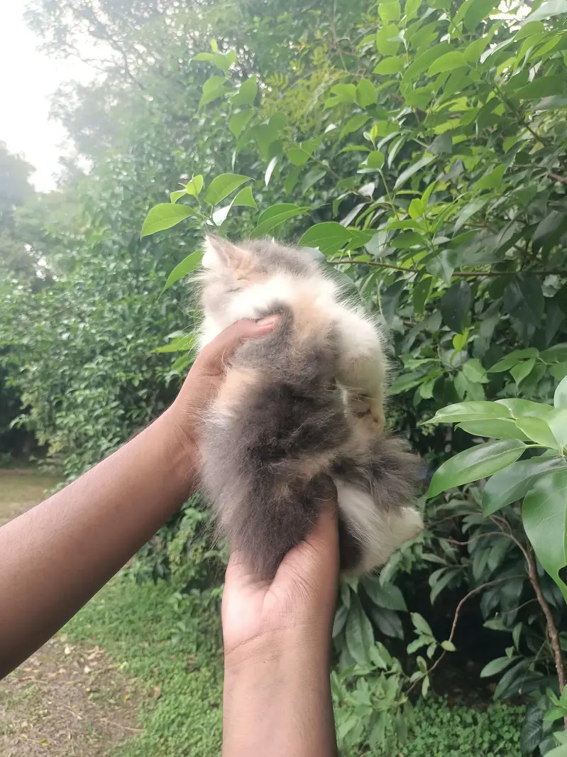 Pure punch persian calico female kitten — photo 4