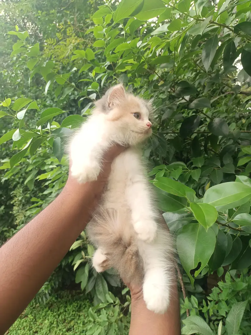 Pure punch persian calico female kitten — photo 5