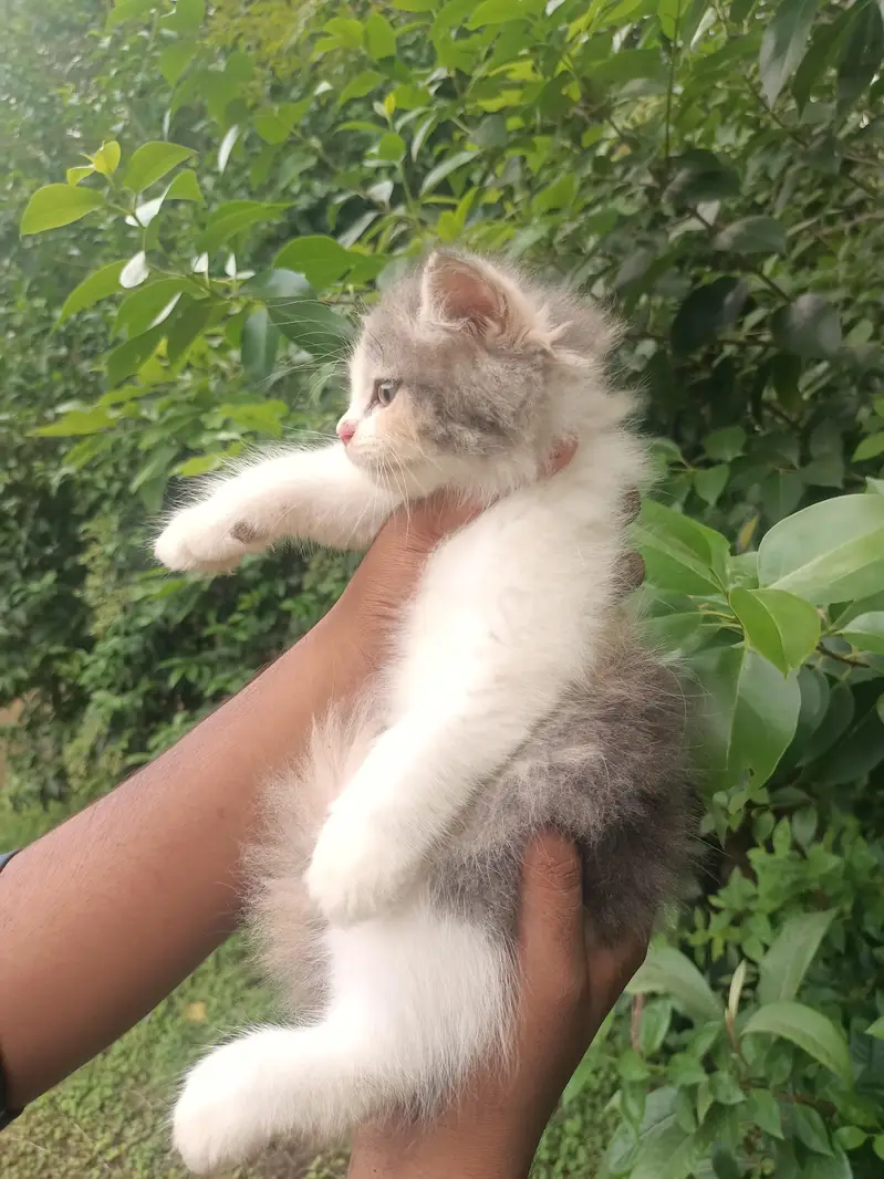 Pure punch persian calico female kitten — photo 6