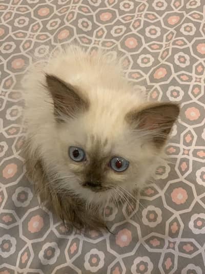 cat for sale